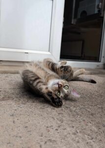 Pet Image